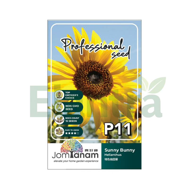 P11 HELIANTHUS